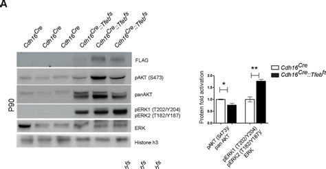 Human Mouse Rat Phospho ERK1 T202 Y204 ERK2 T185 Y187 Antibody