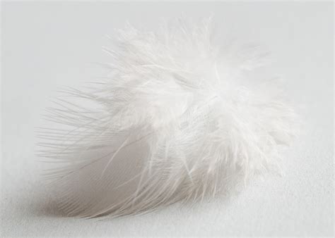 feather white  photo  pixabay pixabay