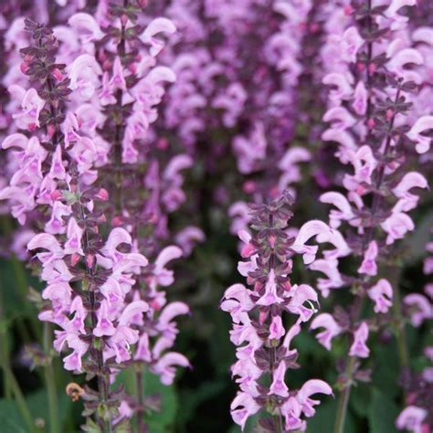 Salvia X Superba Merleau Rose Leafwise