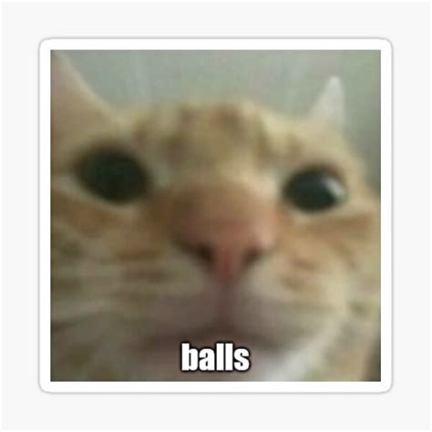 "balls cat" Sticker for Sale by pettingmoo | Redbubble