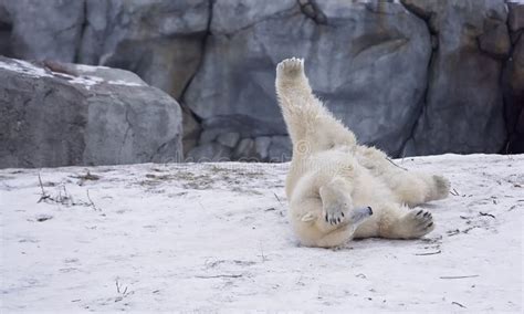 Polar Bear Yoga Stock Photos Free And Royalty Free Stock Photos From