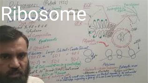 Ribosome Structure Function Ch St Year Biology Amjad Siddique