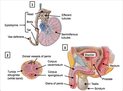 Anatomy The Reproductive System Flashcards Quizlet