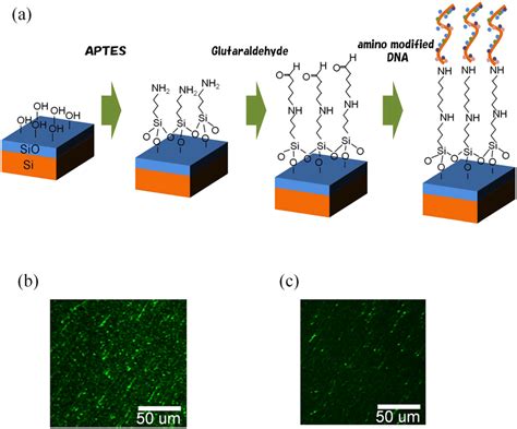 Dna Immobilization On The Probe A Process For Immobilizing The Dna Download Scientific