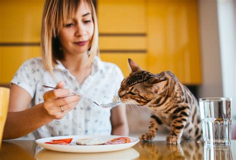 The Essentials Of Cat Diet A Detailed Guide On Cat Nutrition