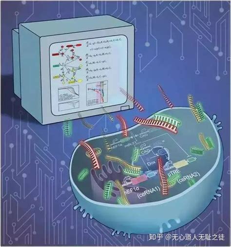 人造大脑 上帝之手 合成生物学 第三次生物科技革命 人工创建全新的生物系统生命体 美军昆虫联盟计划 知乎