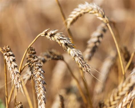 Os Ouvidos Maduros De Trigo Crescem Na Natureza Imagem De Stock