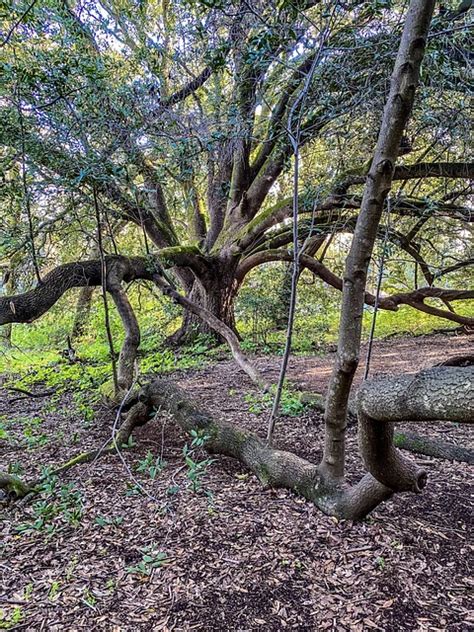 Oak Limbs Free Photo On Pixabay Pixabay