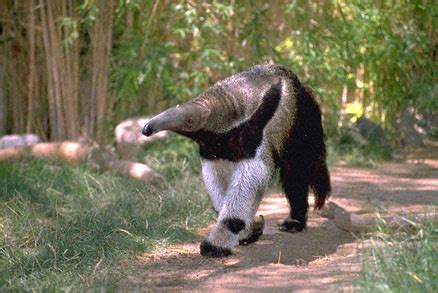 Animals World: latest videos of animal anteater pet information