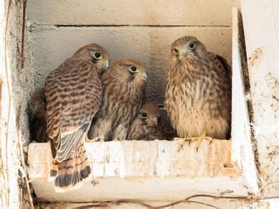 Kestrel Nesting in the UK | Birdfact