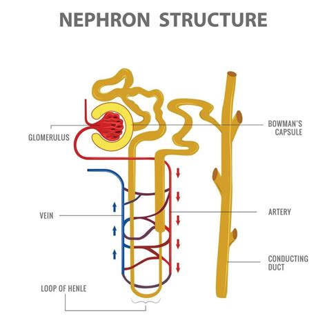 científico diseño de nefrona estructura en riñón vector ilustración