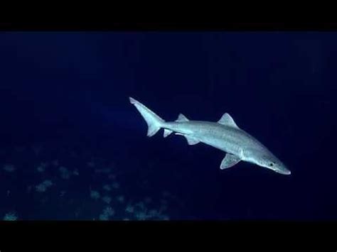 Creatures Of The Deep Sea Smalltooth Sand Tiger Shark Odontaspis