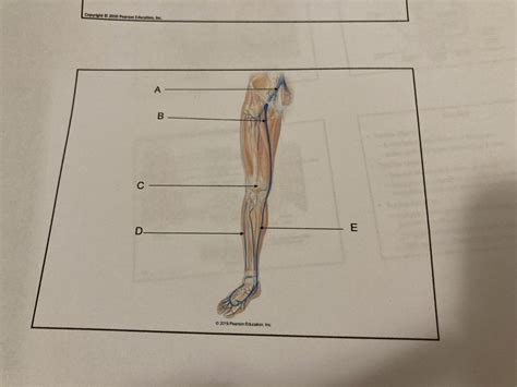 Artery Vein Lab Diagram Quizlet