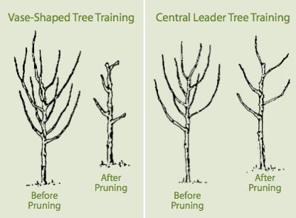 How To Prune A Fig Tree Diagram - Wiring Diagram Database