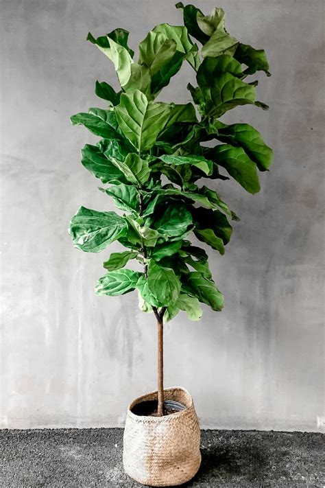 Ficus Lyrata Aka The Fiddle Leaf Fig Truly Makes Any Space Come To