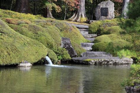 Free Images Tree Water Rock Branch Plant Leaf Flower Stone