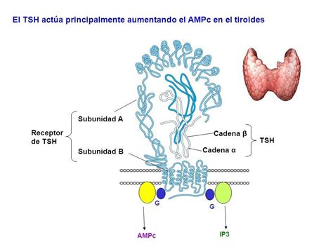 Receptores Tsh Ac Tsi Estudios Anal Ticos Aplicados A La Cl Nica