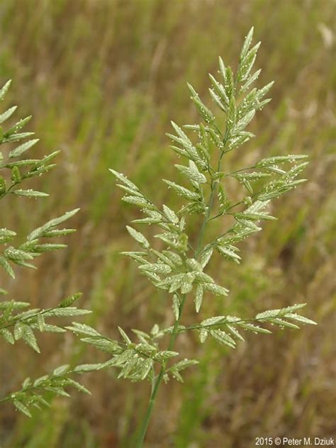 Eragrostis Cilianensis Stink Grass Minnesota Wildflowers