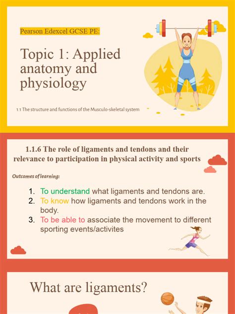 Lesson 2 Ligaments And Tendons Pdf Planets Knee