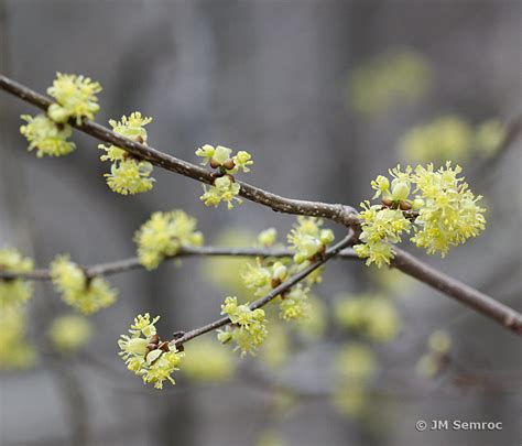 April 17 Spicebush Gardenopolis Cleveland