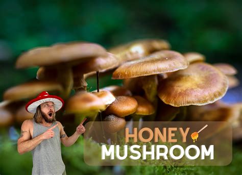 Honey Mushroom Identification Armillaria Mellea