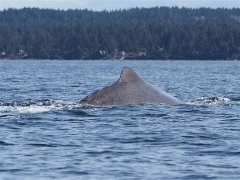 Extremely Rare Inshore Sperm Whale Sighting Caught On Camera Off Nanaimo Cbc News