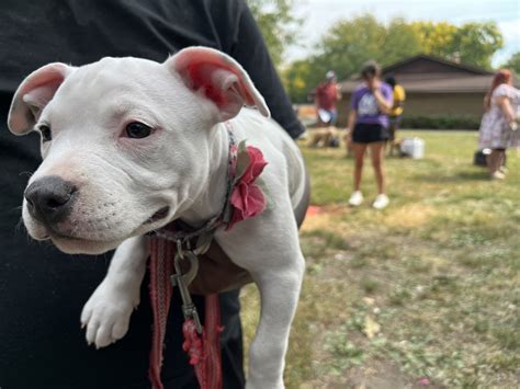 3-Year Strategic Plan | FACE | Low Cost Animal Clinic | Indianapolis, IN