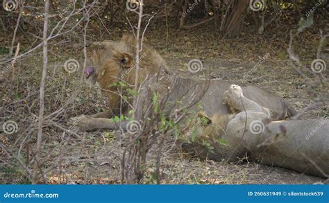 Amazing Close Up Of Two Big Male Lions Resting Stock Video Video Of