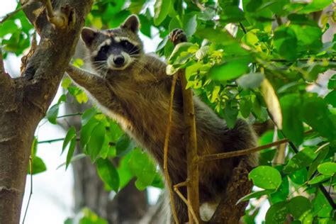 How High Can A Raccoon Jump From The Ground Truth