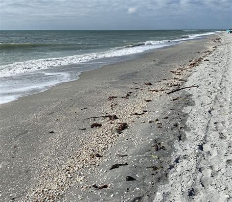 Beach Wrack Beach Nature Guys