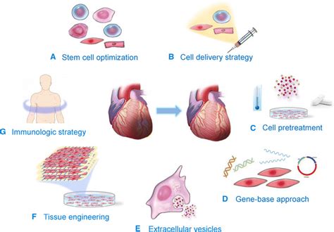 New Strategies For Improving Stem Cell Therapy In Ischemic Heart