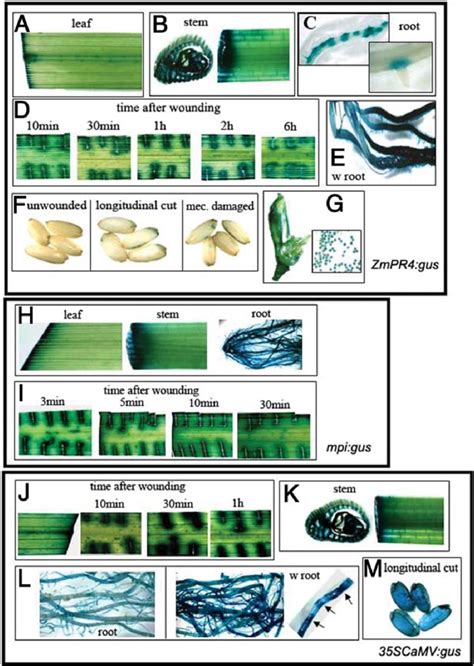 Histochemical localization of β glucuronidase GUS activity in