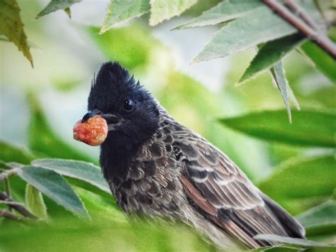 Red Vented Bulbul Pixahive