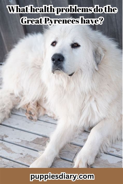 What Health Problems Do The Great Pyrenees Have Nel 2024