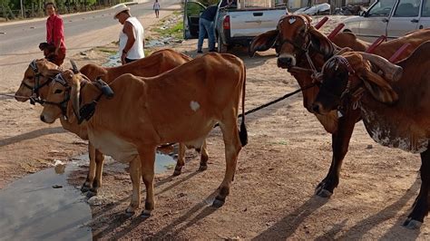 Vanio Das Galinhas Na Primeira Feira Do Ano Em Dois Riachos Mostrando