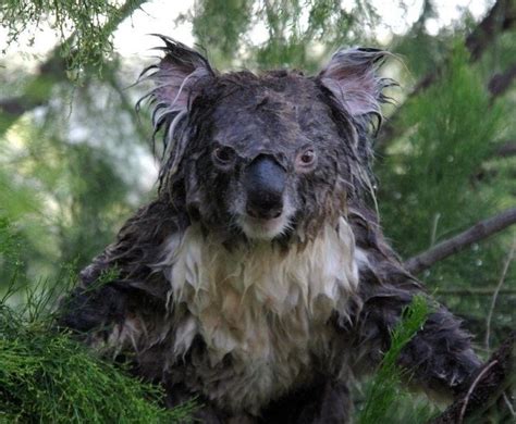 Evil Koala Bear By Franzelano On Deviantart