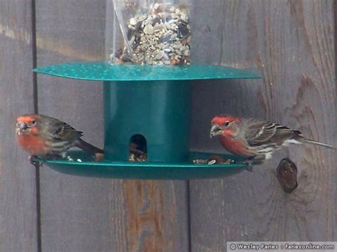 Wesley S Backyard Birds House Finch