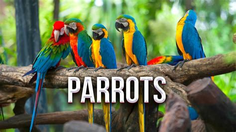 PARROT - RELAXING MUSIC - YouTube