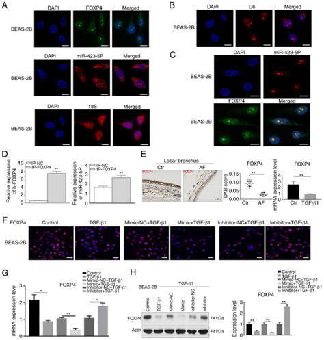 Identification Of Target Genes Of MiR 423 5p A C The Location Of