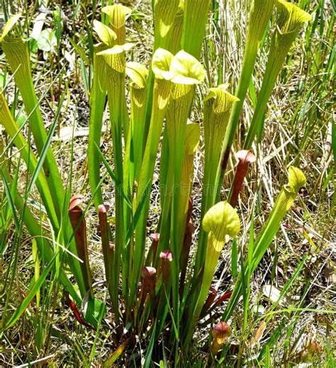 Plantas De Jarro Carn Voras No Ambiente Dos Pantanais Imagem De Stock