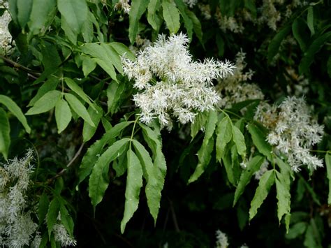 Fraxinus Ornus Orniello Foglie Ed Infiorescenza Parco Regionale