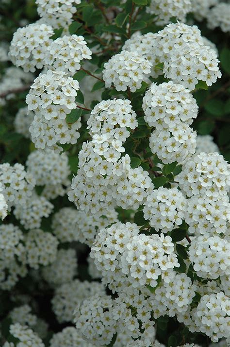 Bridal Wreath Spirea Spiraea X Vanhouttei Renaissance In Edmonton