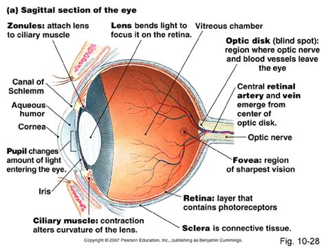 Diagram Of The Eye And Its Functions Eyes How They Work An