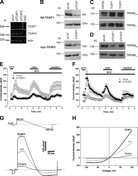 Tcaf1 And Tcaf2 Proteins Have Opposing Effects On Trpm8 Activity A