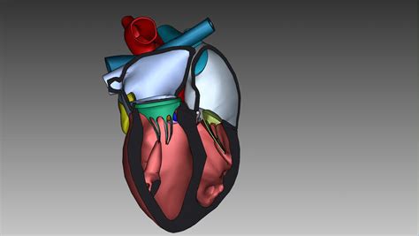 Heart Anatomy 3D Model $199 - .ma .lwo .3ds .3dm .obj .max .unknown ...