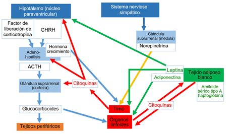 El Sistema Inmune Y La Inmunidad En Los Cerdos La Red Neuroinmune