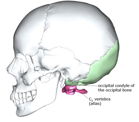 8.5.3: Cervical Vertebrae - Biology LibreTexts