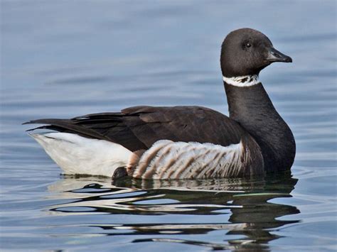 Brant Aka Brent Aka Brant Goose Branta Bernicla By Alan D Wilson