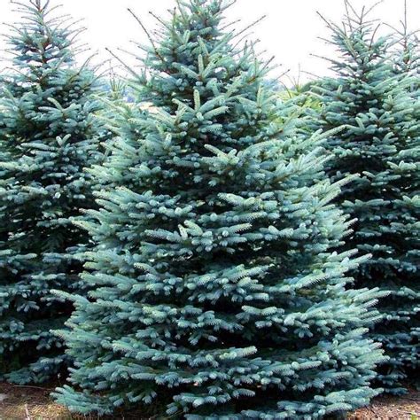 Colorado Blue Spruce — Plantingtree