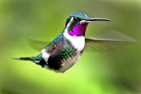 Beija Flor Caracter Sticas E Fatos Sobre O Menor P Ssaro Do Mundo